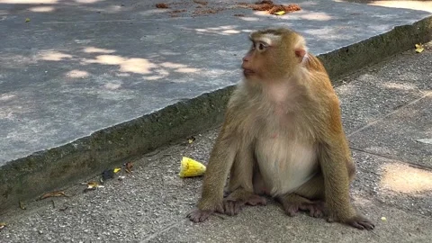 A southern pig-tailed macaque eats corn in a park. Video stock 344513643