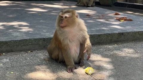 A southern pig-tailed macaque eats corn in a park. Stock Footage 344513645