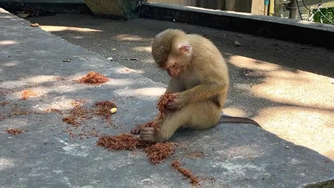 A southern pig-tailed macaque forages among natural debris. Stock Footage 344513651