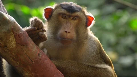 Southern pig-tailed macaque (Macaca nemestrina) portrait Vidéo 97464333