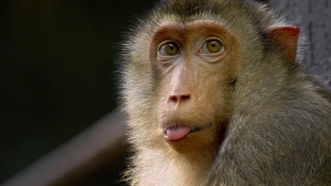 Southern pig-tailed macaque (Macaca nemestrina) portrait Vidéo 97465834