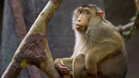 Southern pig-tailed macaque (Macaca nemestrina) Vidéo 97496706