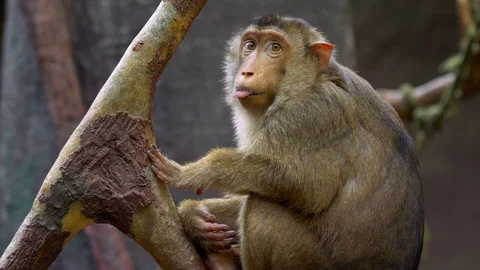 Southern pig-tailed macaque (Macaca nemestrina) portrait Vidéo 97496869