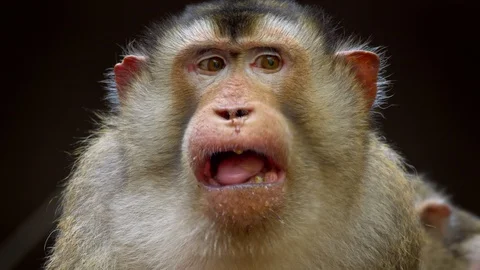 Southern pig-tailed macaque (Macaca nemestrina) grimace Stock Footage 97497290