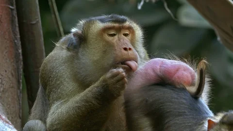 Southern Pig-Tailed Macaque (Macaca nemestrina) funny grooming Stockbeeldmateriaal 121243024