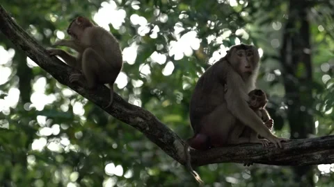 Southern pig-tailed macaque,  Macaca nemestrina, monkey family on the tree, Kina Stock Footage 275497476