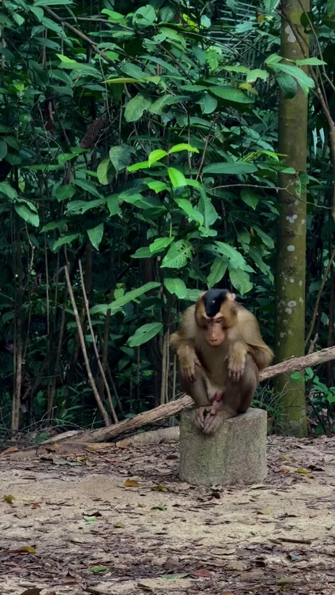 Southern Pig Tailed Macaque Macaca Nemestrina Walking in Forest Stock Footage 340485539