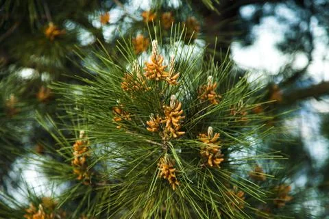 Southern pine Stock Photos
