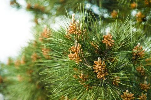 Southern pine Stock Photos