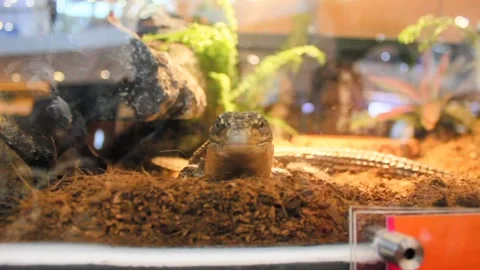 Southern plated lizards are kept in glass enclosures by zoos. Stock Footage 281429280