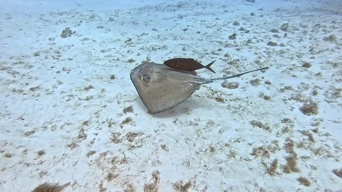 Southern Ray and Jackfish Stock-Footage 122052892