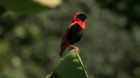 Southern Red Bishop Stock Footage 20438059