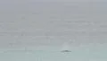 Southern Right Whale Blow WS Gloomy Weather GFHD HD Footage