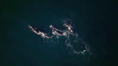 Southern right whale breaching off Cape Town, dramatic aerial splash Stock Footage 341945058