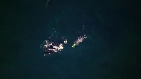 Southern right whale breaching with a large splash, top-down aerial Stock Footage 342394967