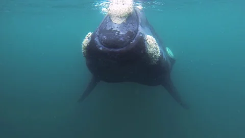 Southern right whale comming right to the camera close shot of the eye Stock Footage