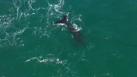 Southern Right whale with distinct marking, lobtailing Stock-Footage 163950448
