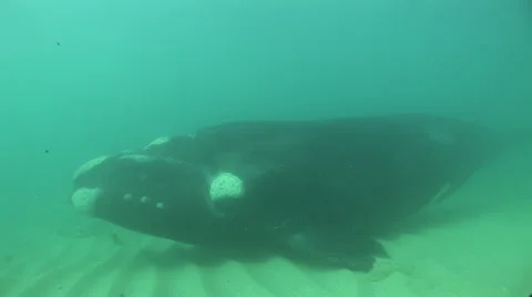 Southern Right Whale diving to rest on a sandy bottom #24-10 Stockbeeldmateriaal 39030031