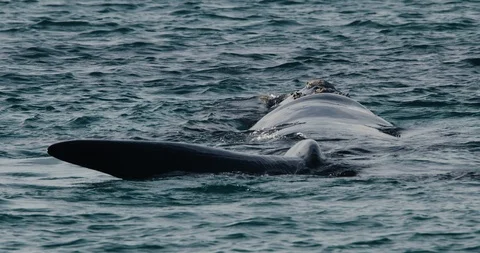 Southern right whale floating on surface. Stock Footage 92321626
