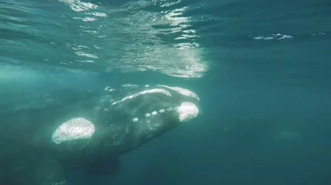 Southern Right Whale Stock Footage 64013798