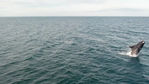 Southern right whale jumping in the middle of the ocean. The sky is clear. 動画素材 262572530