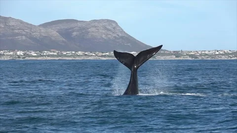 Southern Right Whale Lob Tailing Stock Footage