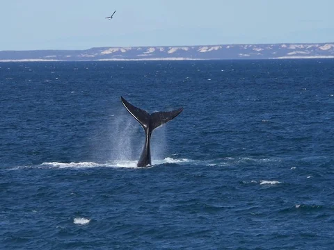 Southern right whale massive tail slap, repeated in slow motion Stock Footage 83533233