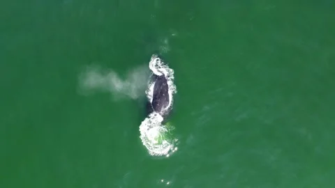 Southern Right Whale Surfacing Along Cape Town Atlantic Seaboard - Drone 4K Stock Footage 337442452
