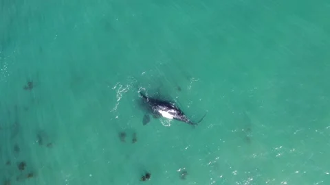 Southern Right Whale Surfacing Along Cape Town Atlantic Seaboard - Drone 4K Stock Footage 337451659