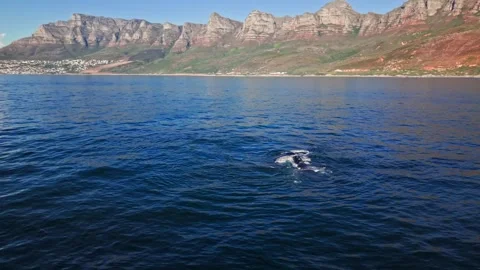 Southern right whale surfacing off the Cape Town coast, aerial view Stock Footage 341937458