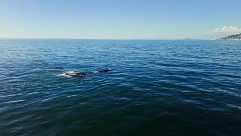 Southern right whale surfacing off the Cape Peninsula, aerial view Stock Footage 341939201
