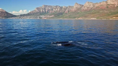Southern right whale surfacing, close aerial view off Cape Town Stock Footage 341942272