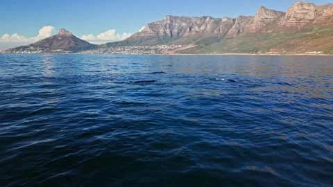 Southern right whale tail fluke breaking the surface, Cape Town aerial Stock Footage 341940537