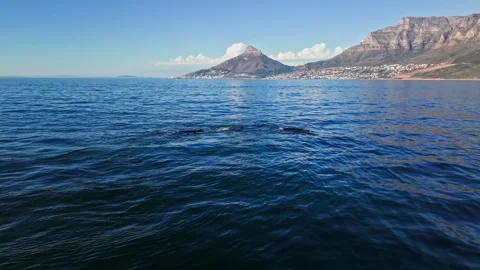 Southern right whale's back visible at the surface, Cape Town aerial Stock Footage 341940339