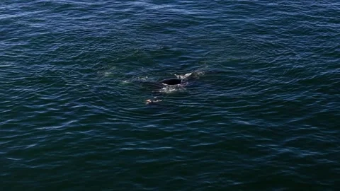 Southern right whales surfacing close together, aerial view off Oudekraal Stock Footage 341933169