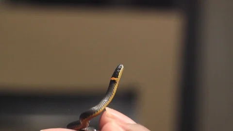 Southern Ringneck Snake Stock Footage 117224051