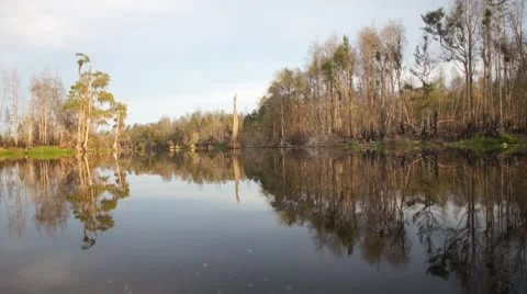 Southern River Swamp Stock Footage 8878100