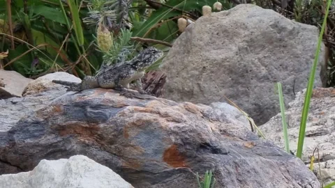 Southern Rock Agama Crouching Down On Rock Stock Footage 167548932