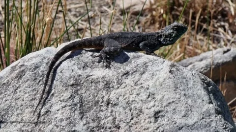 A Southern Rock Agama Does Pushups Stock Footage 167792573