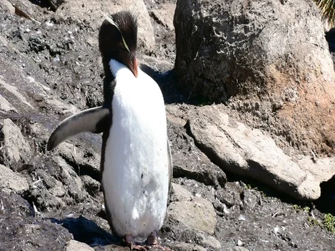 A southern rockhopper penguin in the Falklands Islands Stock Footage