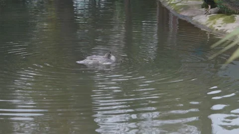Southern screamer bird preening feathers while floating in a pond Stock Footage 333497135