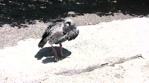 Southern screamer Stock Footage 455178