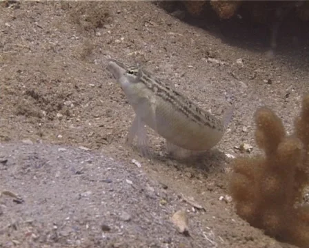 Southern sharpnose sandperch looking around, Parapercis australis, UP13968 Stock-Footage 62180171