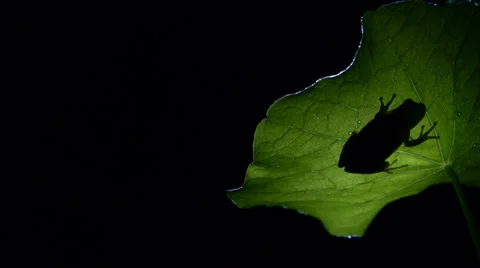 Southern silhouette frog Stock Footage 35102818