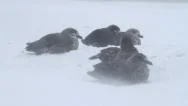 Southern Skua Flock In Storm Stock Footage