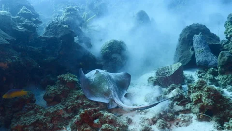 Southern Stingray in coral reef of Caribbean Sea, Curacao Stock Footage