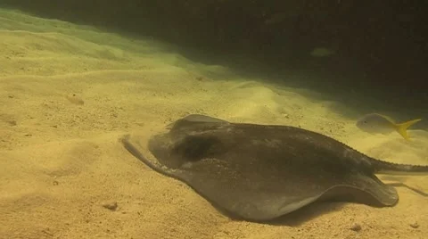 Southern stingray feeding in the sand Stock Footage