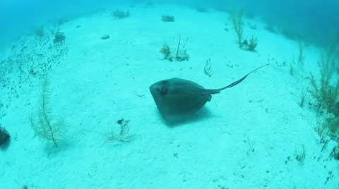 Southern Stingray Video stock 3856351
