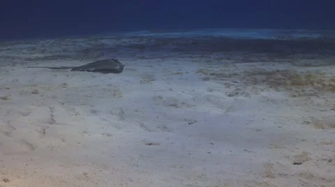 Southern stingray 库存影片 8618423