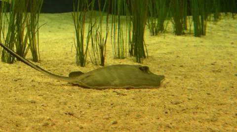 Southern Stingray 스톡 동영상 64825677